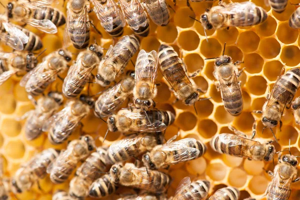 Honigbienen Arbeiten Honigwaben — Stockfoto