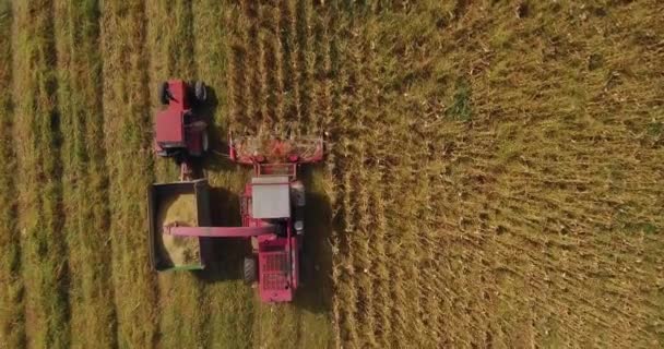 Воздушные Съемки Сбора Кукурузы Комбайном Трактором Поле — стоковое видео