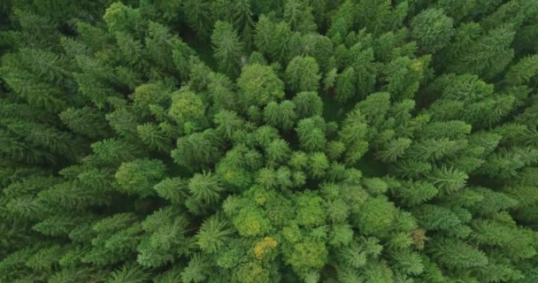 Luftaufnahme Des Fichtenwaldes Spätsommer Umweltkonzept — Stockvideo