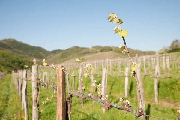 Viñedo Día Soleado Principios Primavera Oeste Slvenia Euope Fotos De Stock Sin Royalties Gratis