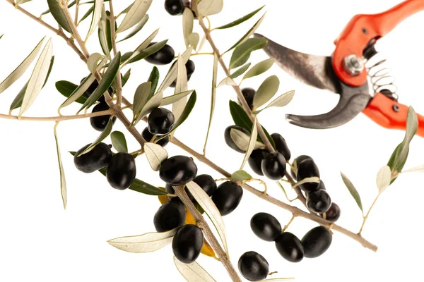 Olives Noires Mûres Sur Une Branche Isolée Sur Fond Blanc — Photo