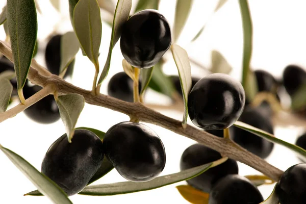 Olives Noires Mûres Sur Une Branche Isolée Sur Fond Blanc — Photo