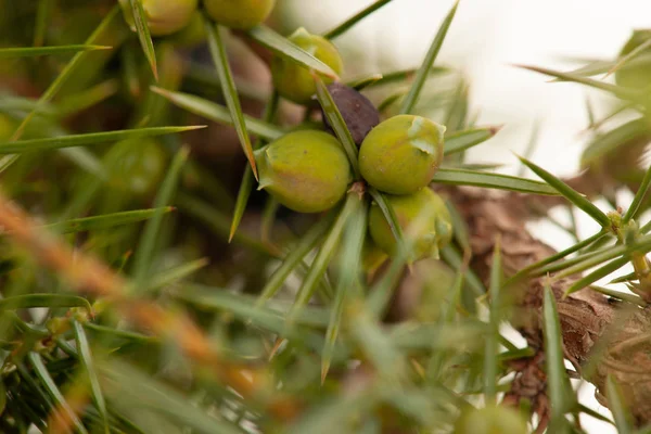 Juniper Graines Mûres Vertes Sur Une Branche — Photo