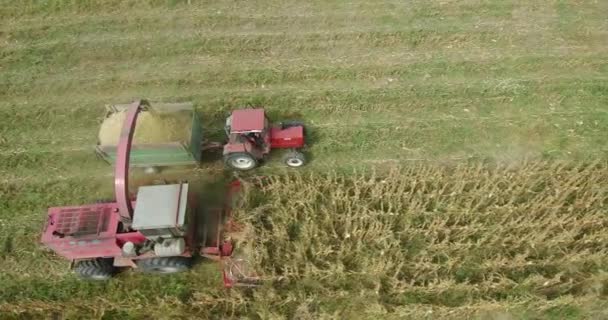 トウモロコシの収穫 夏の終わりのトウモロコシを組み合わせ トラクター収穫 — ストック動画