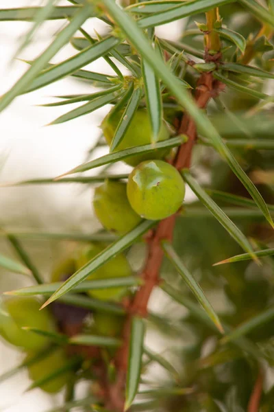 Wacholder Reif Und Grüne Samen Auf Einem Zweig — Stockfoto