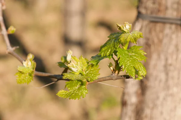 Ramo Vite Con Prime Foglie Verdi Vigna All Inizio Della — Foto Stock