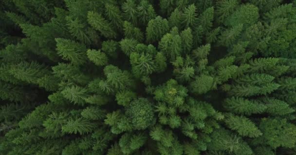 Aerial View Green Pine Forest Early Summer — Stock Video
