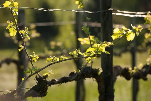 Ветвь Винограда Первыми Зелеными Листьями Винограднике Ранней Весной — стоковое фото