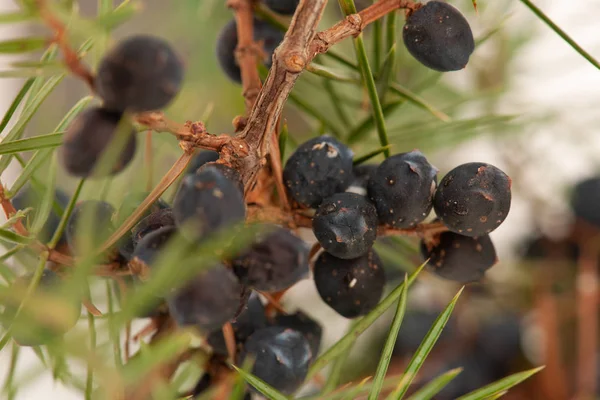 Juniper Graines Mûres Vertes Sur Une Branche — Photo