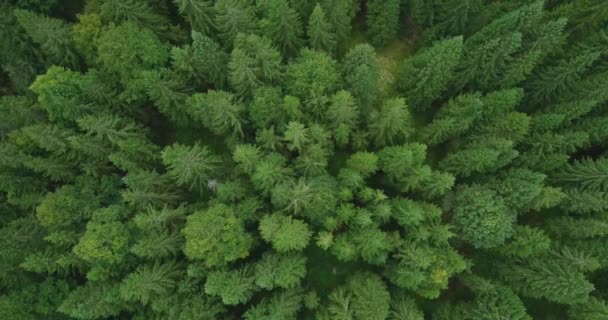 Aerial View Green Pine Forest Early Summer — Stock Video