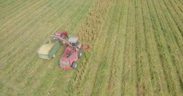 Kukurydza Żniwa Kombajn Ciągnik Zbioru Kukurydzy Późnym Lecie — Wideo stockowe