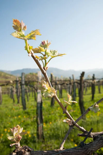 Ramo Vite Con Prime Foglie Verdi Vigna All Inizio Della — Foto Stock