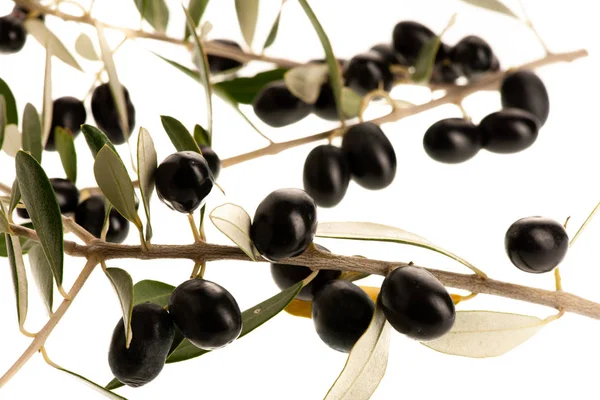 Reife Schwarze Oliven Auf Einem Zweig Isoliert Über Weißem Hintergrund — Stockfoto