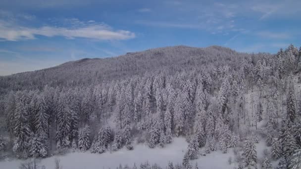 Αεροφωτογραφία Του Ένα Χιονισμένο Τοπίο Δάση Καλυμμένα Χιόνι — Αρχείο Βίντεο