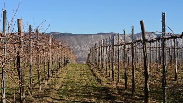 Vineyard Prunning Mountain Background — Stock Video