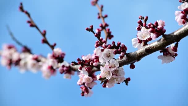 Honey Bee Pollinera Aprict Blossom Över Blå Himmel Bakgrund Slowmotion — Stockvideo