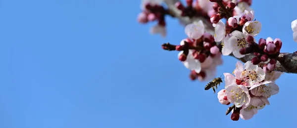 Banner  size photo of a bee pollinating apricot blossom over blue sky in early spring