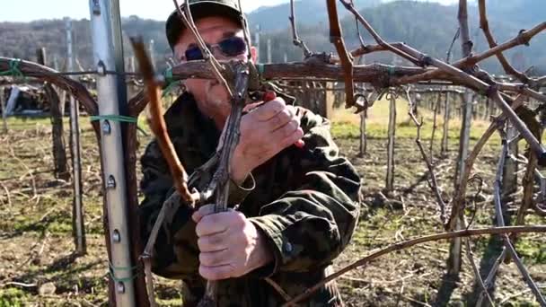 Hodowca Winorośli Suszone Gałązki Winorośli Nowy Sezon Późną Zimą — Wideo stockowe