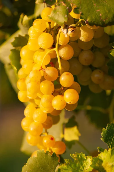 Ripe white grape n vineyard in autumn just before harvest — Stock Photo, Image