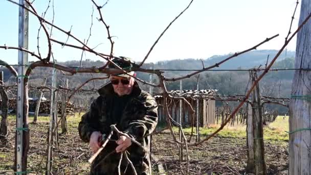 Vinmakare Beskärning Vinstockar Vingård Tidig Vår Eftermiddag — Stockvideo