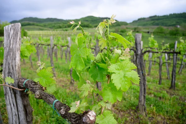 Виноградная ветвь с цветами ранней весной в винограднике — стоковое фото
