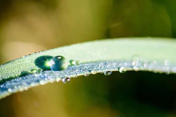 Banner size of morning dew sparkling on a green grass in sunligh — Stock Photo, Image