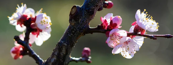 Image de la taille de la bannière de Belles fleurs de pêche fleurissant en Earl — Photo