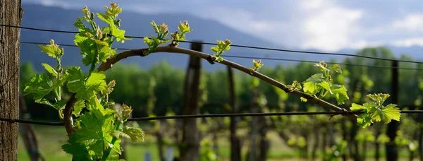 Виноградная ветвь с цветами в начале весны в винограднике баннер си — стоковое фото