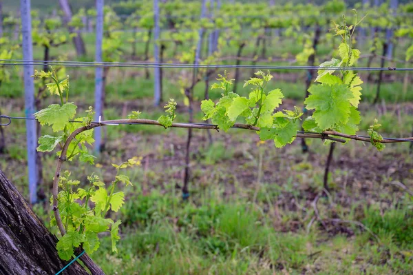 Відгалуження винограду з квітами нен ранньою весною в винограднику Стокова Картинка