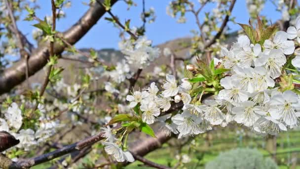 Erken Ilkbaharda Açan Kiraz Ağacı Güneşte Yıkanan Beyaz Çiçekleri — Stok video