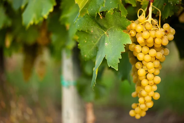 Raisin blanc mûr n vignoble en automne juste avant la récolte — Photo