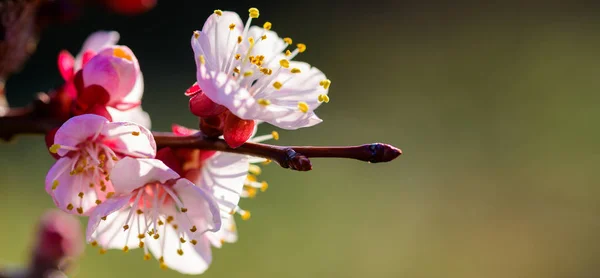 Image de la taille de la bannière de Belles fleurs de pêche fleurissant en Earl — Photo