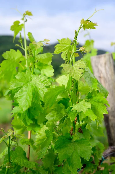 Vine branch with blossoms ine early spring in vineyard — Stock Photo, Image