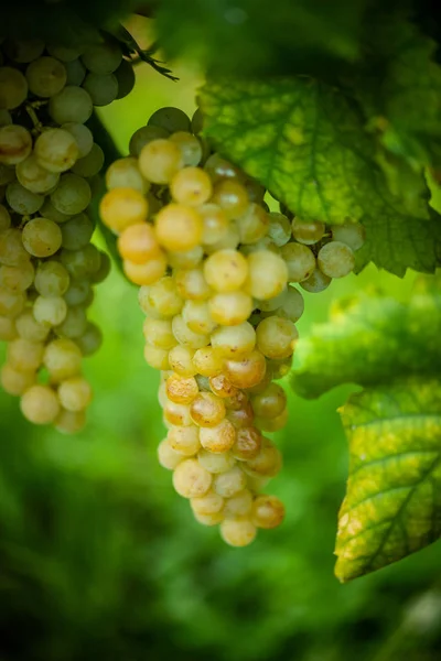 Dojrzałe białe winogrona n winnicy jesienią tuż przed zbiorami — Zdjęcie stockowe