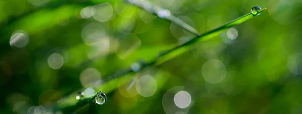 Banner Größe des Morgentaus funkelt auf einem grünen Gras in der Sonne — Stockfoto