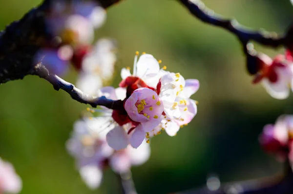 De belles fleurs de pêche fleurissent au début du printemps — Photo