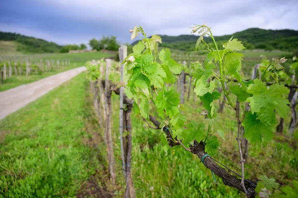 Виноградная ветвь с цветами ранней весной в винограднике — стоковое фото