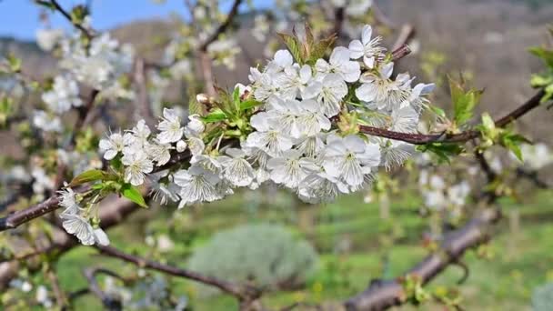 Körsbärsträd Blommar Början Våren Vita Blommor Bada Solen — Stockvideo