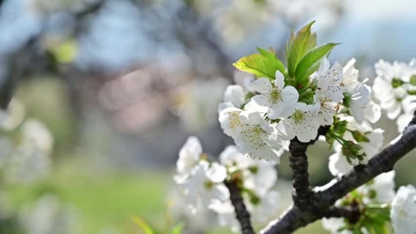 Erken Ilkbaharda Açan Kiraz Ağacı Güneşte Yıkanan Beyaz Çiçekleri — Stok video