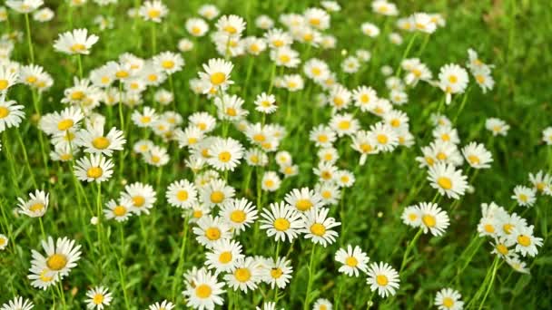 Sommermorgen Über Dem Kamillenfeld Das Ochsenauge Gänseblümchen Ist Weit Verbreitet — Stockvideo