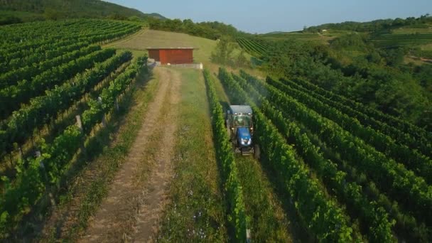 夏初清晨在葡萄园中喷洒葡萄的拖拉机鸟瞰图 — 图库视频影像