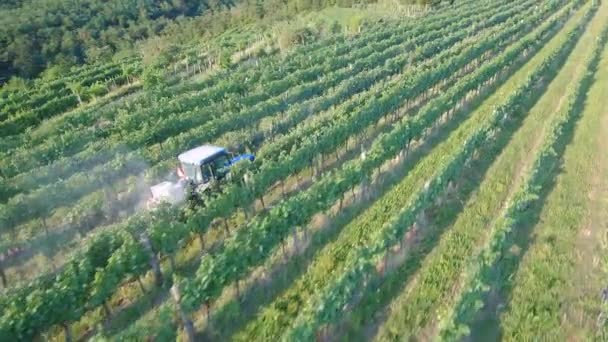 夏初清晨在葡萄园中喷洒葡萄的拖拉机鸟瞰图 — 图库视频影像
