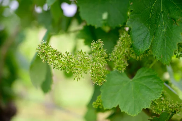 Flor de videira em vinha no início da primavera — Fotografia de Stock