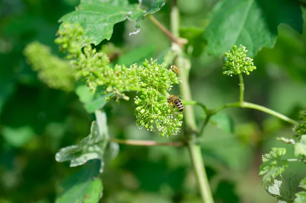 Honey bees pollinating vine blossom in vineyard in early spring — ストック写真