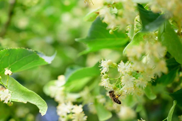 Les abeilles polinisent la fleur de tilleul au début de l'été — Photo