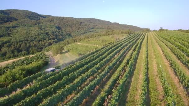 4K夏初早晨葡萄园里葡萄树制作商在拖拉机喷灌葡萄藤方面的空中照片 — 图库视频影像