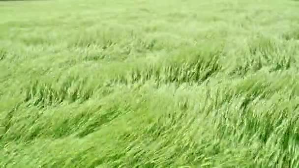 Зелене Пшеничне Поле Махає Сильним Вітром Початку Весни — стокове відео
