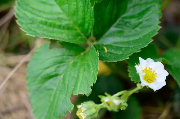 Blooming strawberry flower in the garden — ストック写真