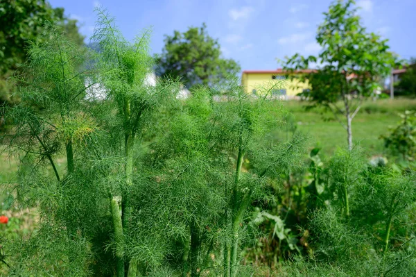 Зеленое свежее анисовое растение в саду — стоковое фото