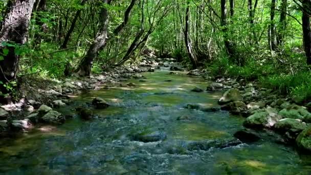 Magnifiques Rapides Eau Douce Cascades Rivière Qui Coule Travers Forêt — Video